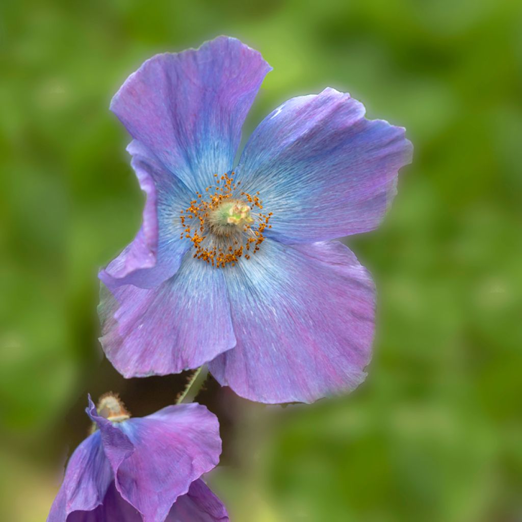 Meconopsis baileyi Hensol Violet em sementes