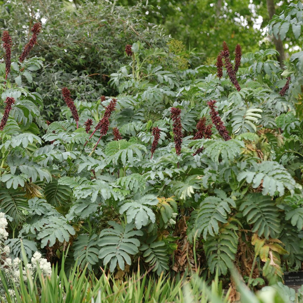 Melianthus major em sementes