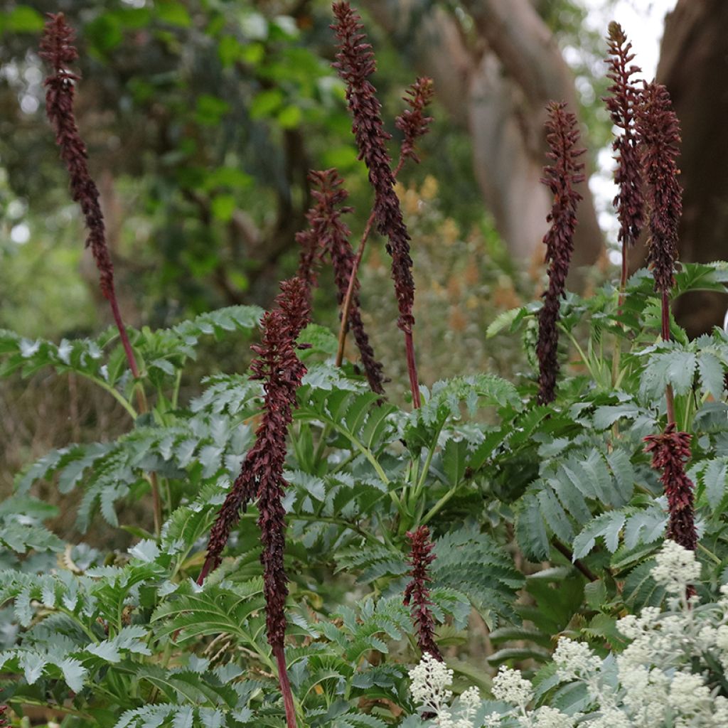 Melianthus major em sementes