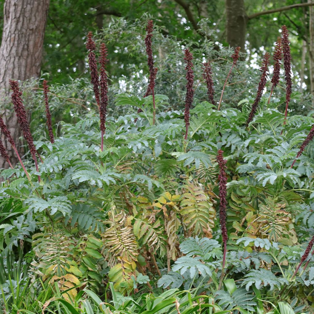 Melianthus major em sementes