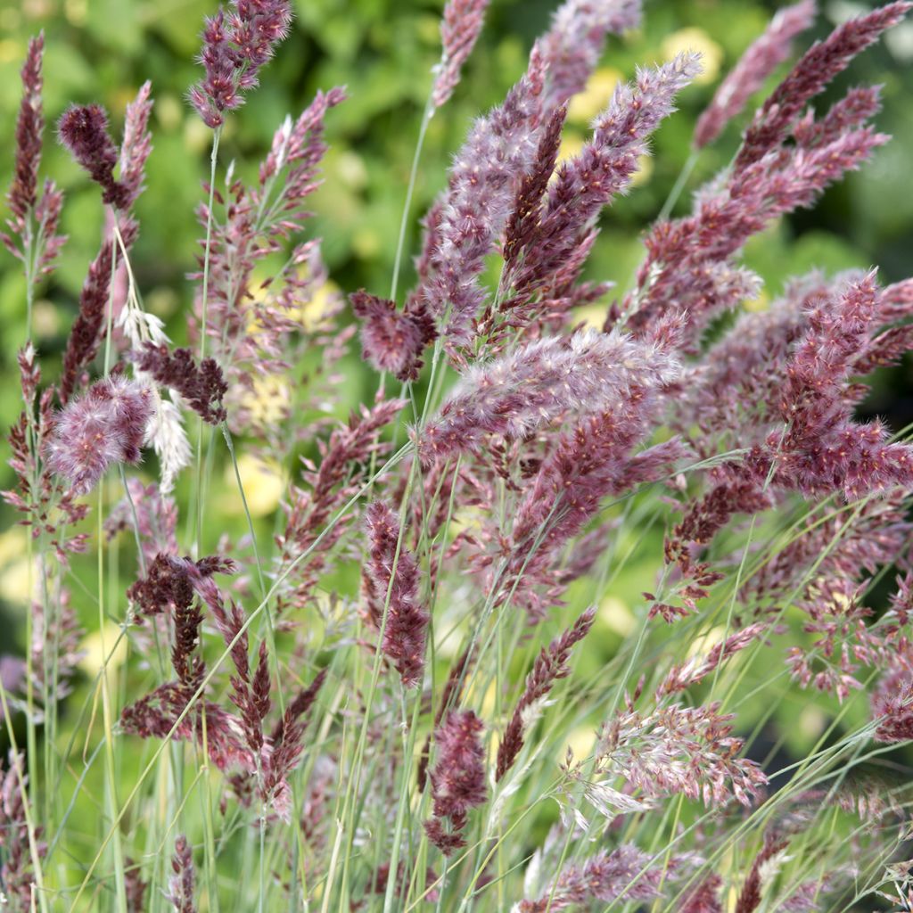 Melinis nerviglumis Karoo Queen em sementes