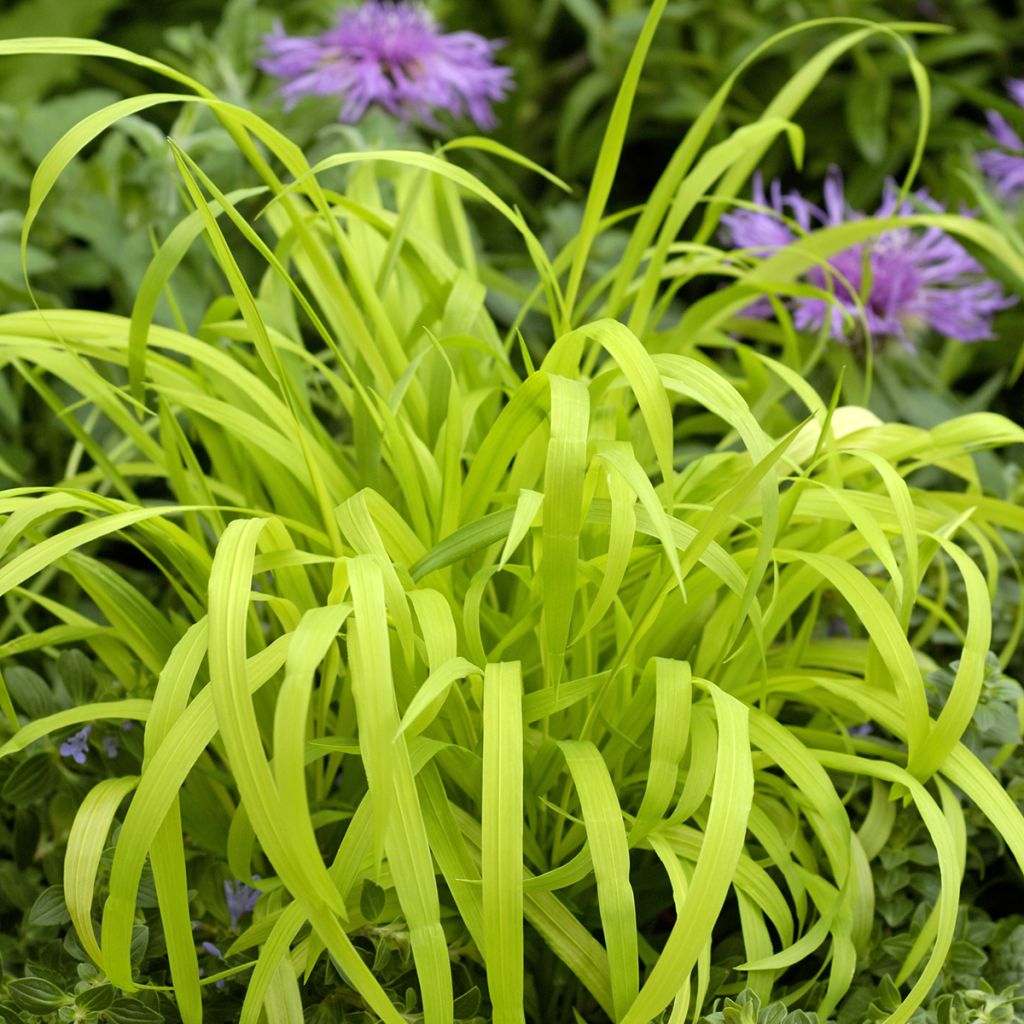 Milium effusum Aureum em sementes