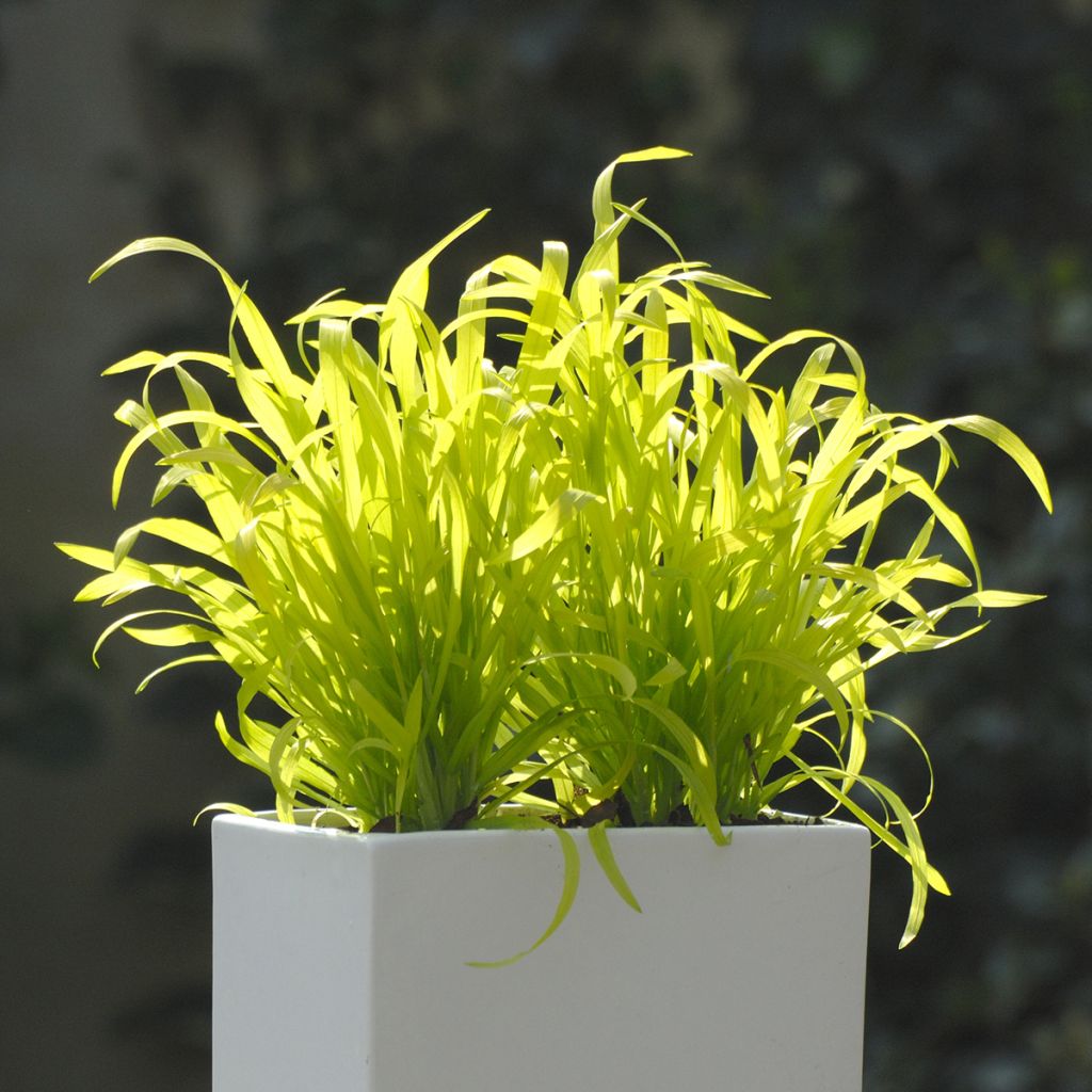 Milium effusum Aureum em sementes