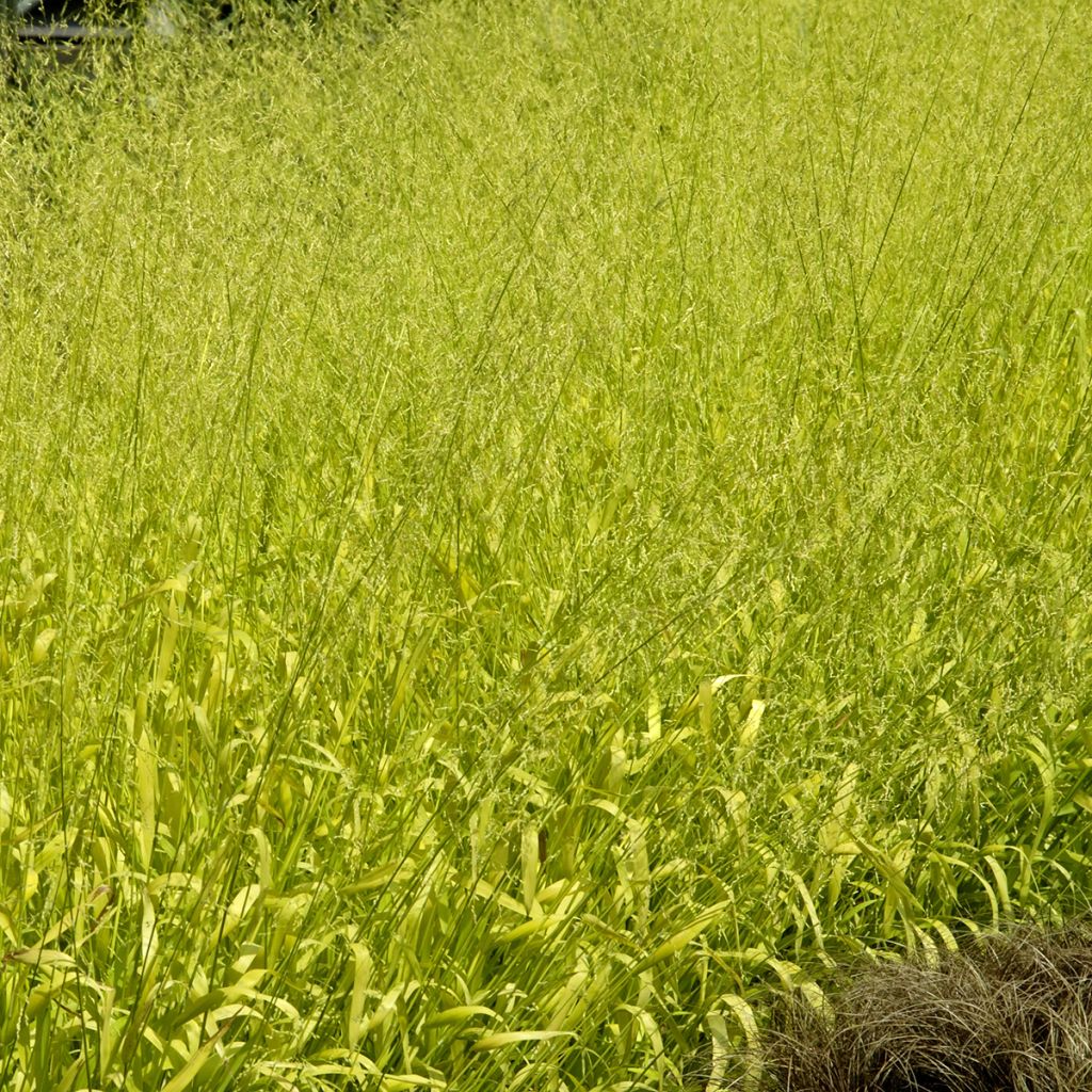 Milium effusum Aureum em sementes