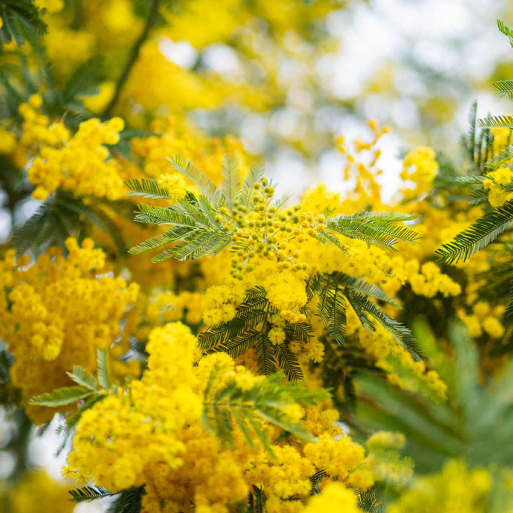Acacia dealbata em sementes