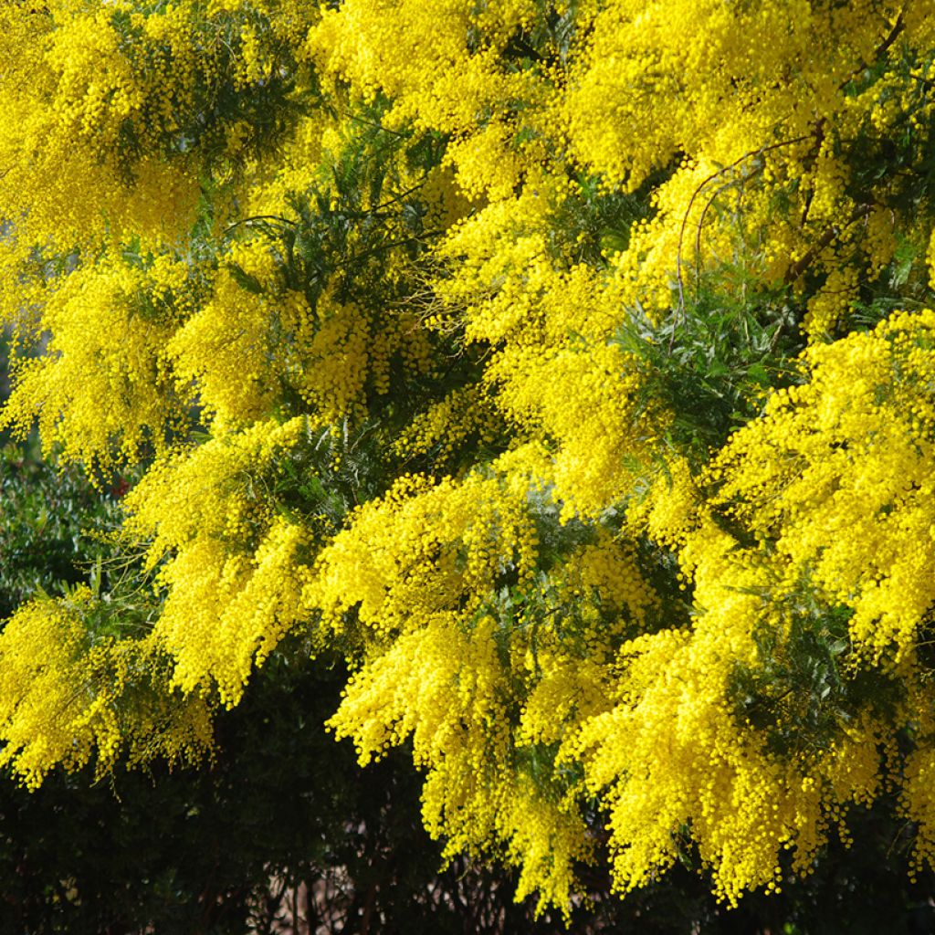 Acacia dealbata em sementes