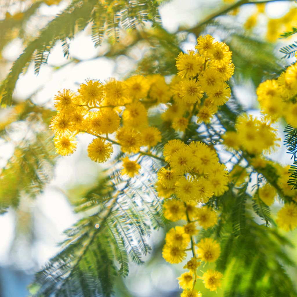 Acacia dealbata em sementes