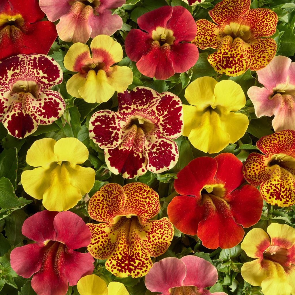 Mimulus Medius F1 Mix em sementes