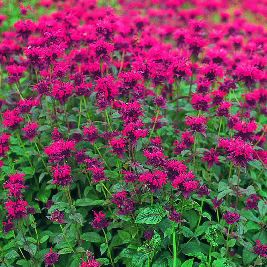 Monarda didyma Panorama Red Shades em sementes