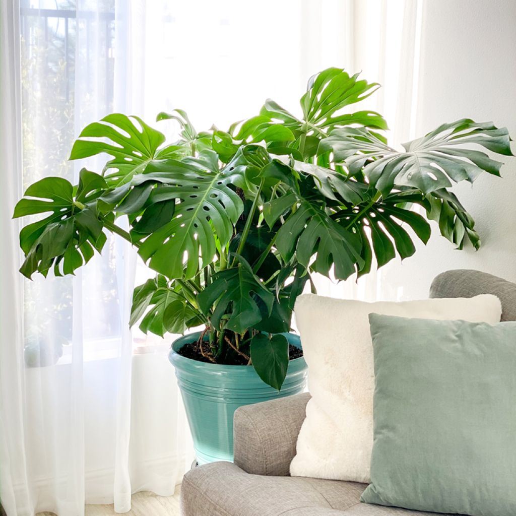 Monstera deliciosa em sementes