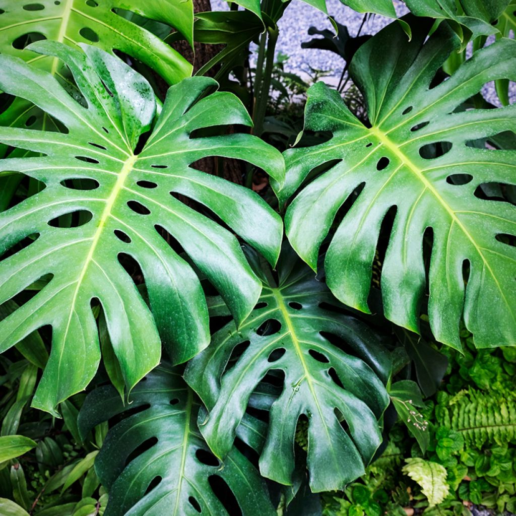 Monstera deliciosa em sementes