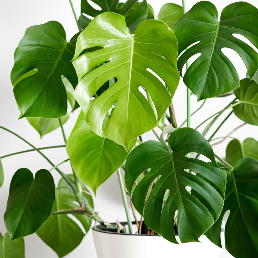 Monstera deliciosa em sementes