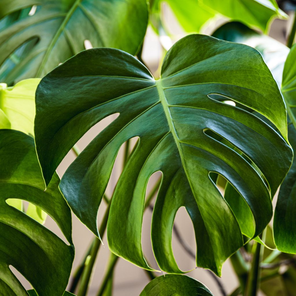 Monstera deliciosa em sementes