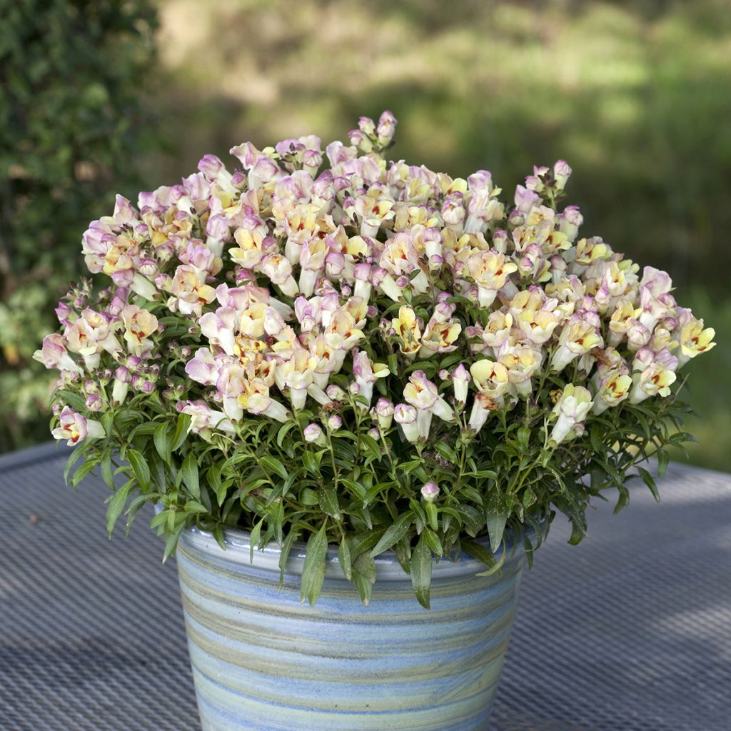 Antirrhinum Antiquity Lemon em sementes