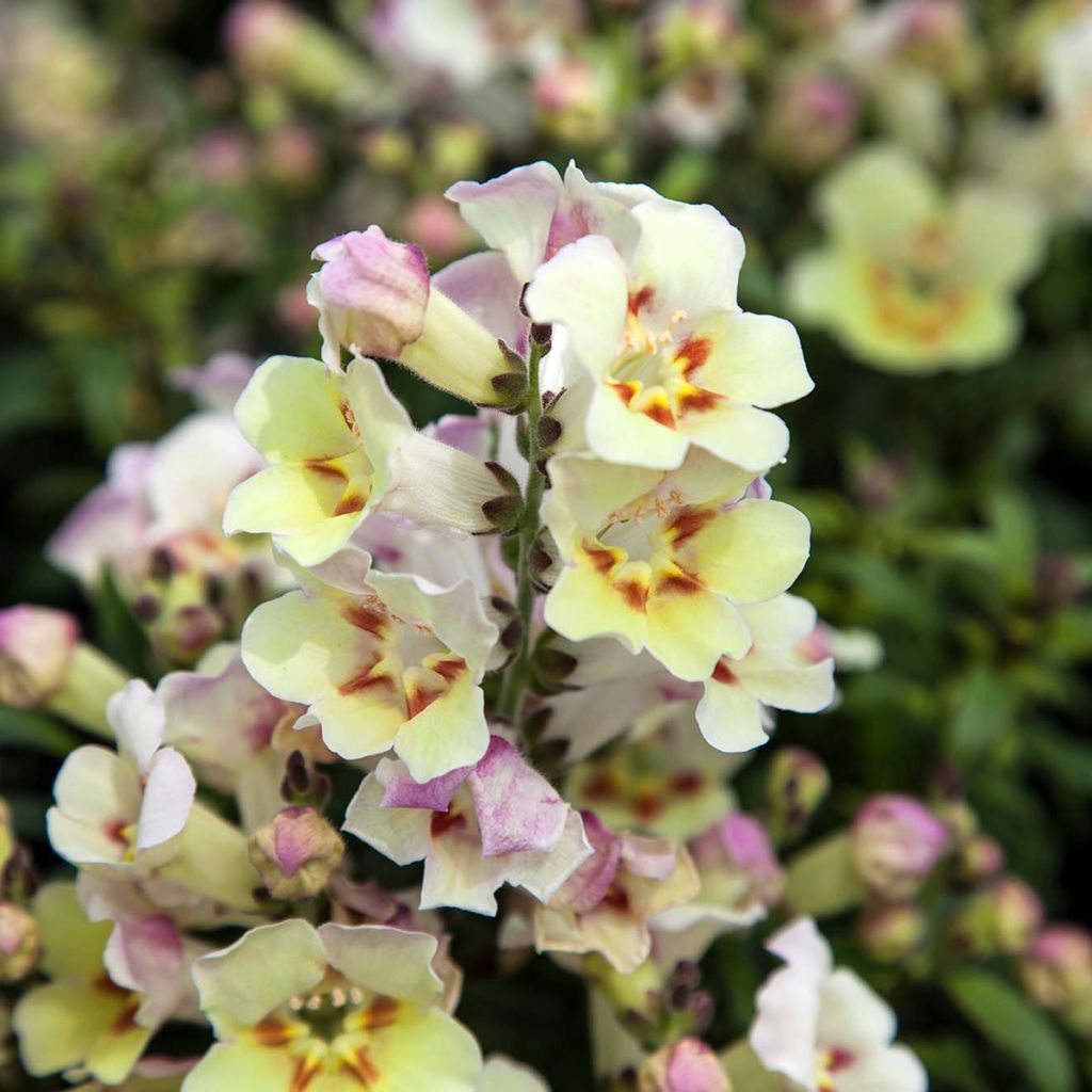 Antirrhinum Antiquity Lemon em sementes