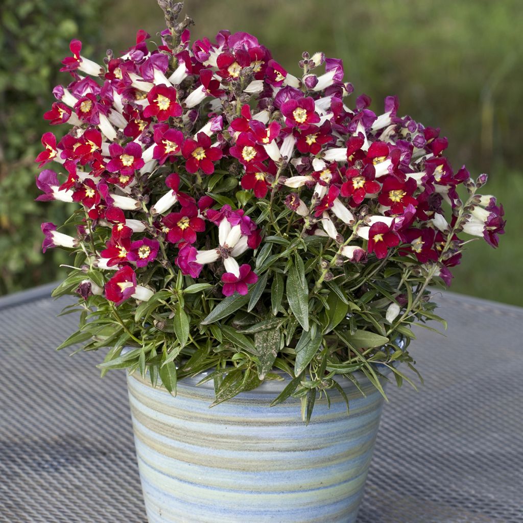 Antirrhinum Antiquity Red Bicolour em sementes
