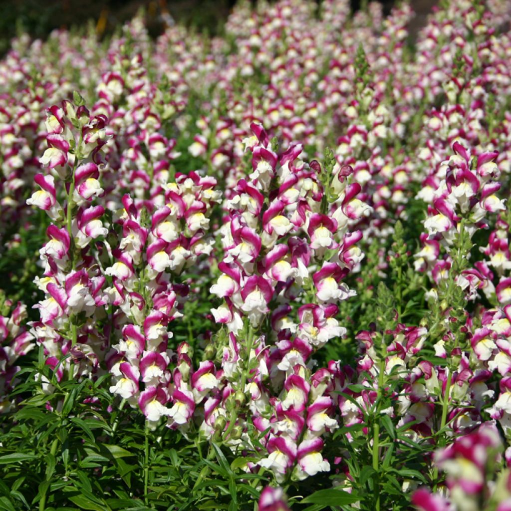 Antirrhinum Cherry Twist em sementes