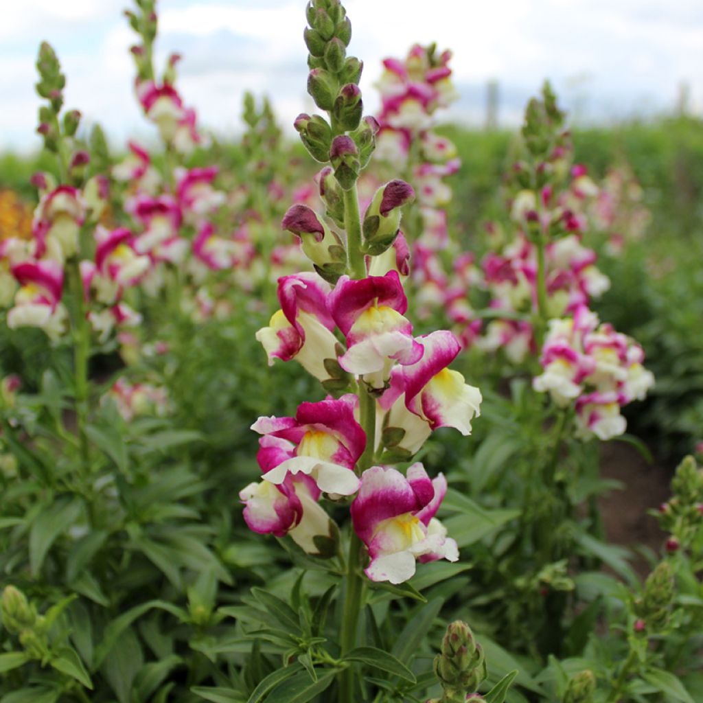 Antirrhinum Cherry Twist em sementes
