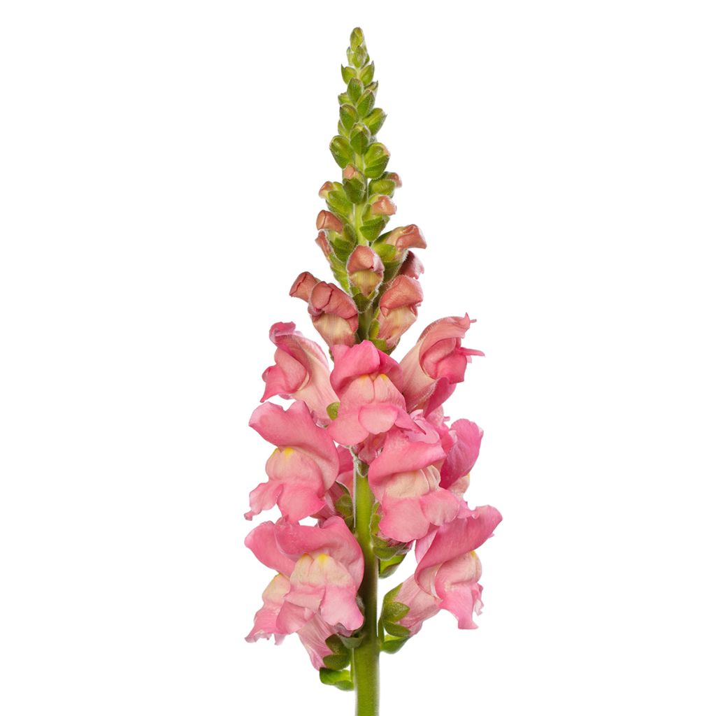Antirrhinum Boca