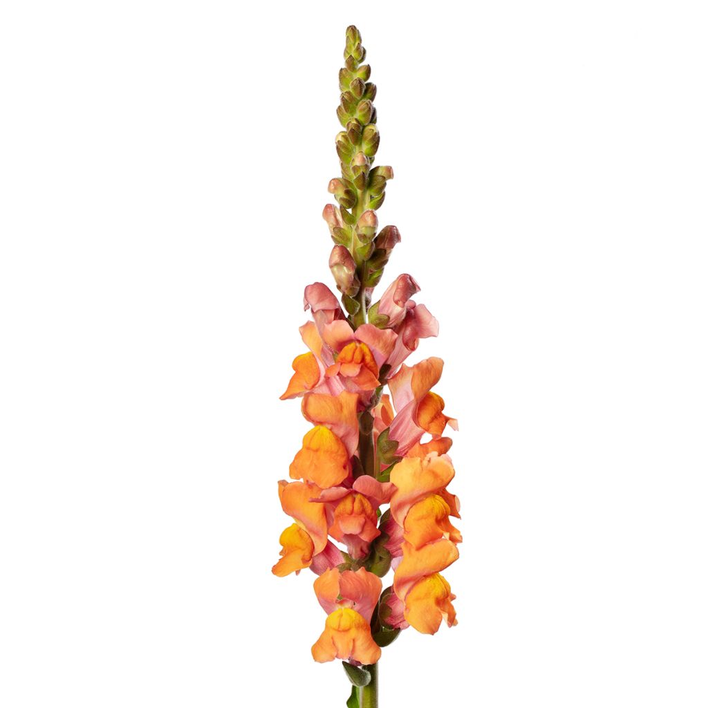 Antirrhinum Deep Orange F1 em sementes