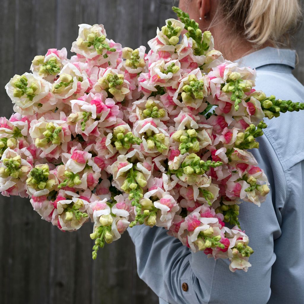 Antirrhinum Appleblossom em sementes