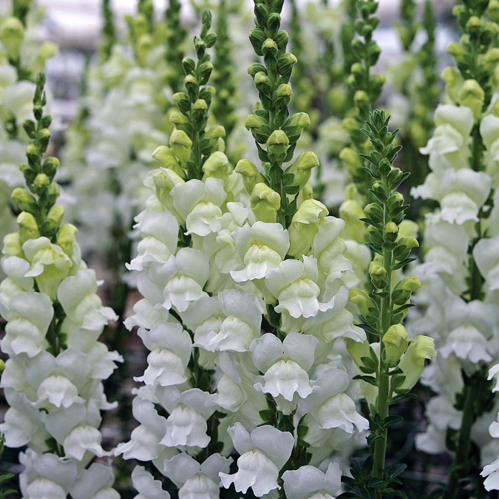 Antirrhinum Fresh White em sementes