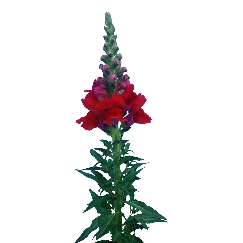 Antirrhinum Orleans Red em sementes