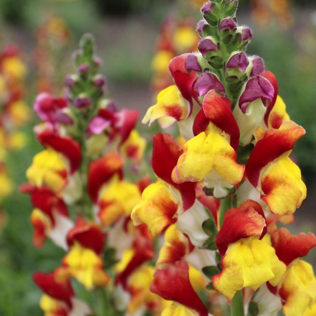 Antirrhinum Mango Twist em sementes