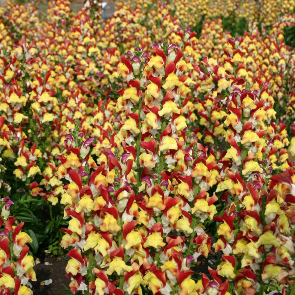 Antirrhinum Mango Twist em sementes