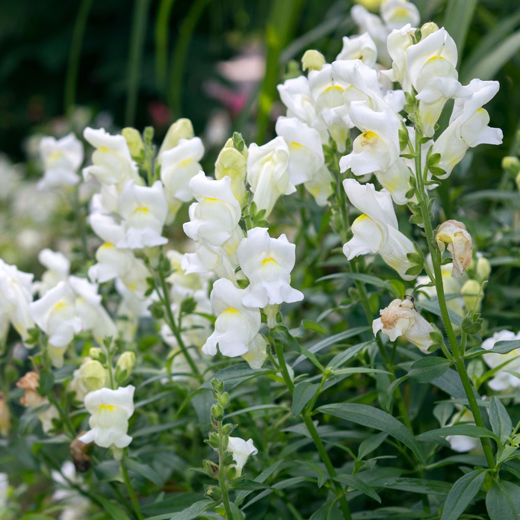 Antirrhinum Royal Bride em sementes