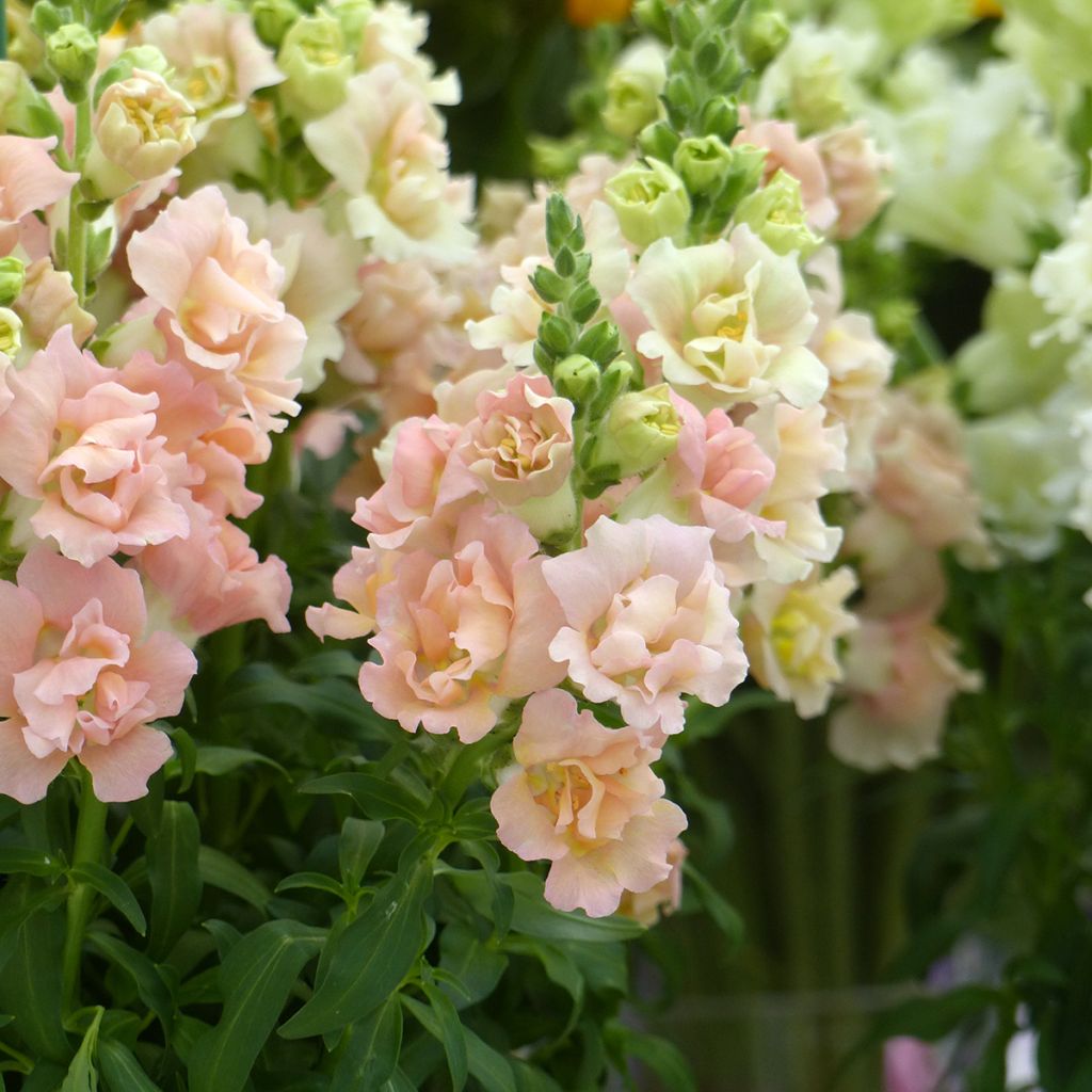 Antirrhinum F1 Snapstar Champagne em sementes - Boca-de-lobo