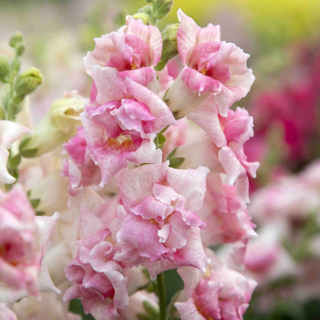 Antirrhinum Sweet Duet Appleblossom em sementes