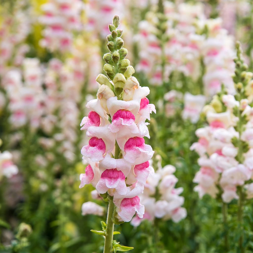 Antirrhinum Sweet Duet Appleblossom em sementes