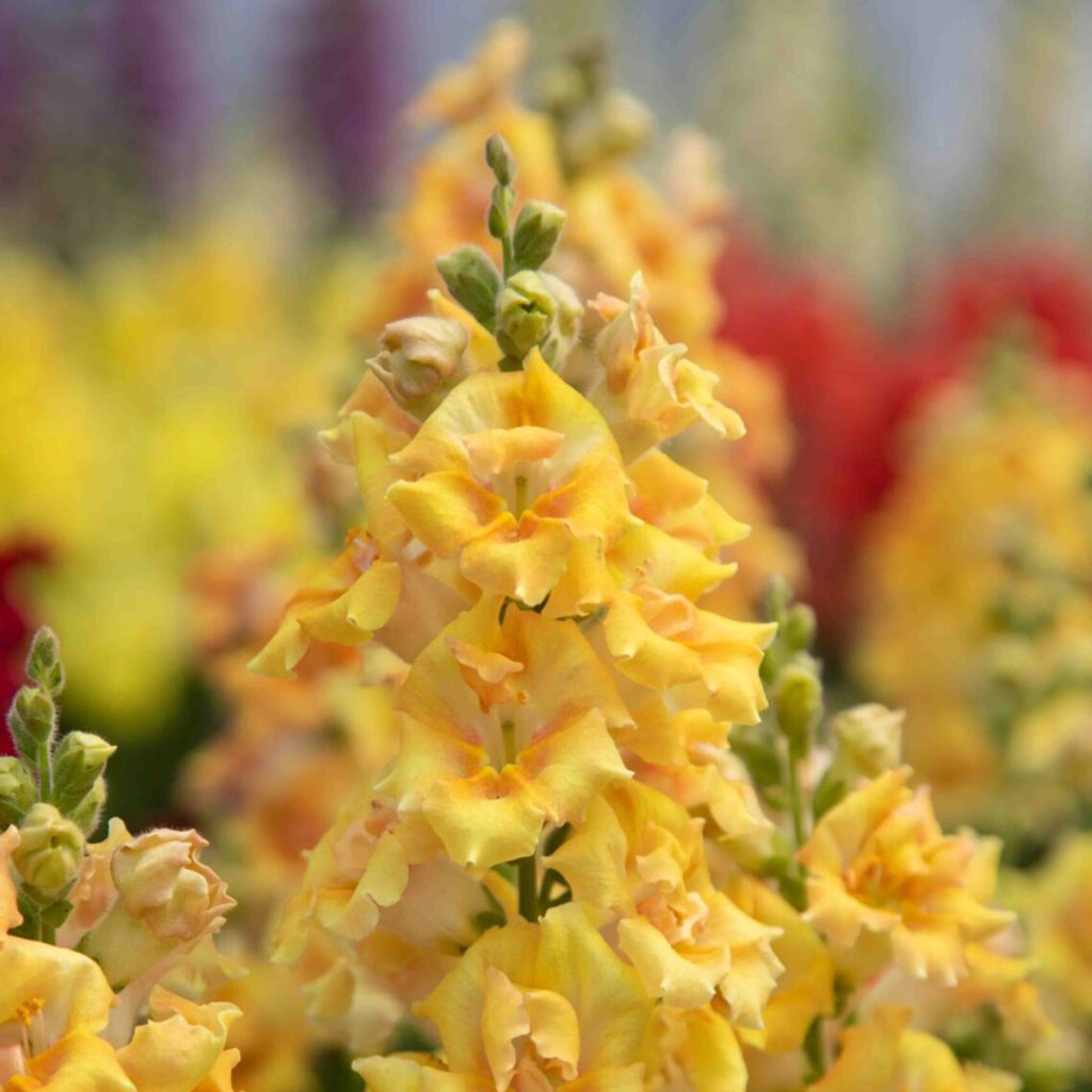 Antirrhinum Sweet Duet Citrus em sementes
