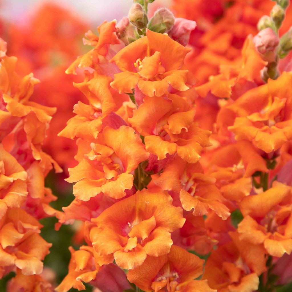 Antirrhinum Sweet Duet Peach em sementes