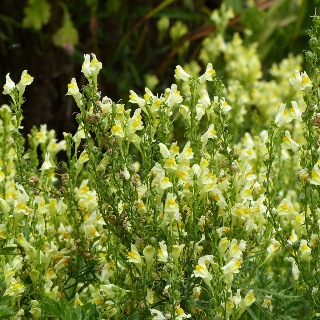 Antirrhinum braun-blanquetii Lemon Sherbet em sementes - Bocas-de-lobo-de-trás-os-montes