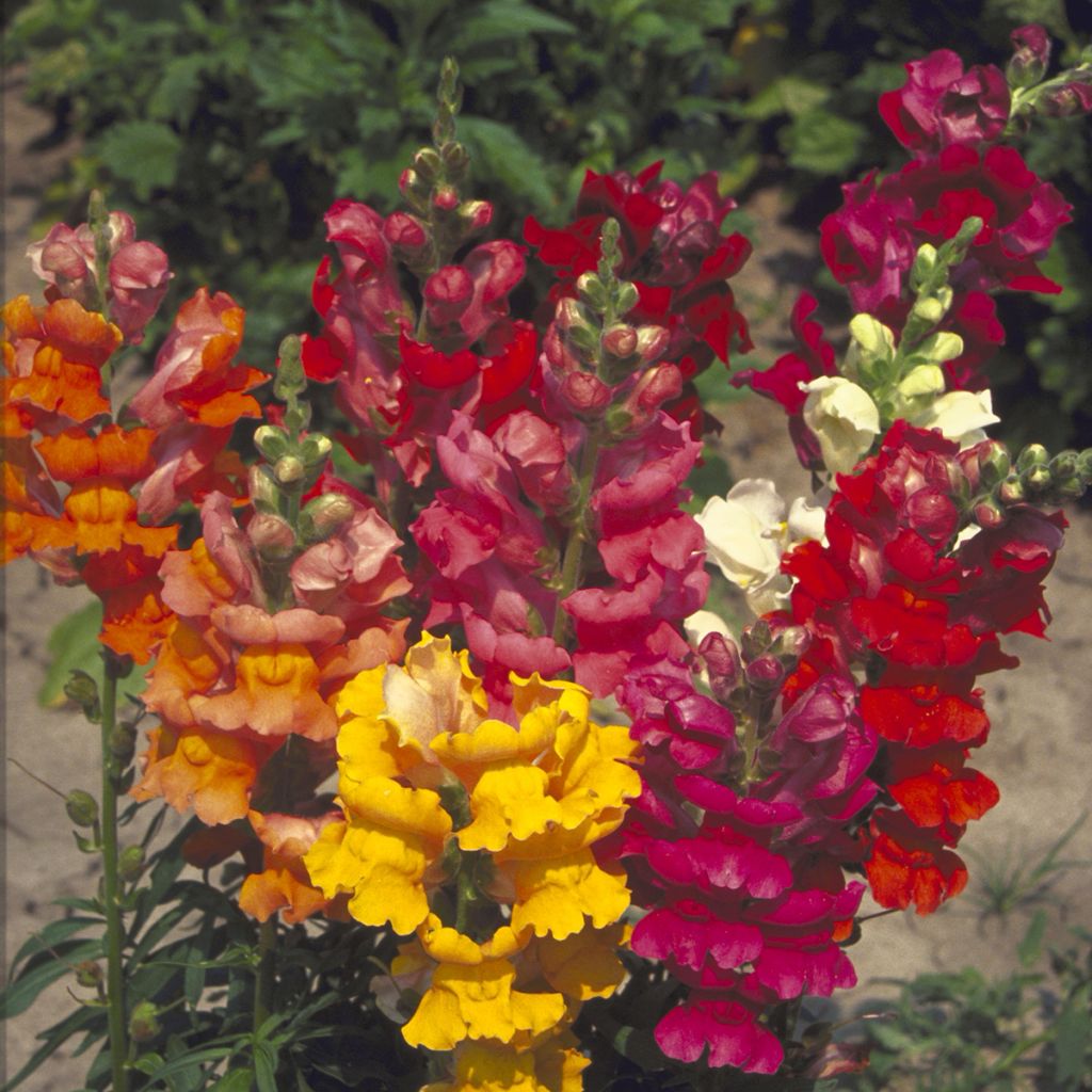 Antirrhinum Majestic Mix em sementes