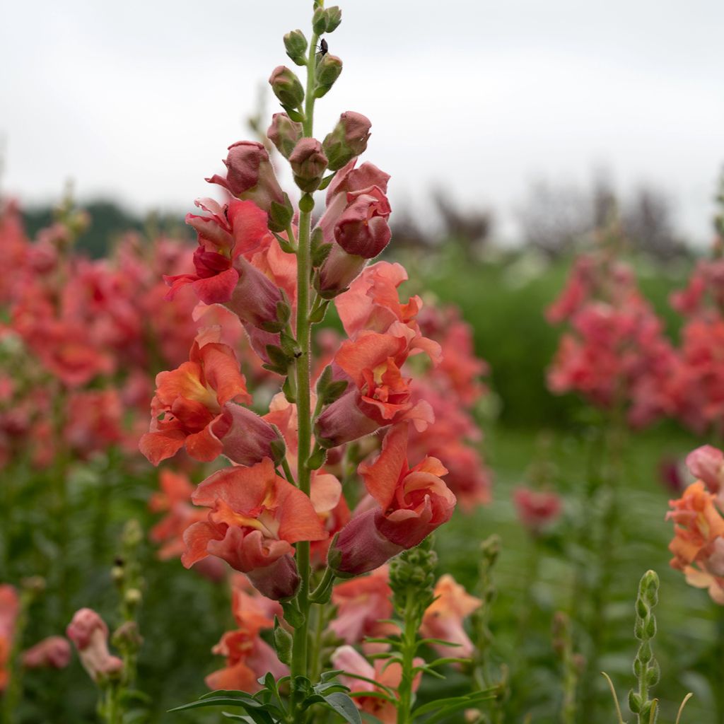 Antirrhinum Madame Butterfly Bronze em sementes