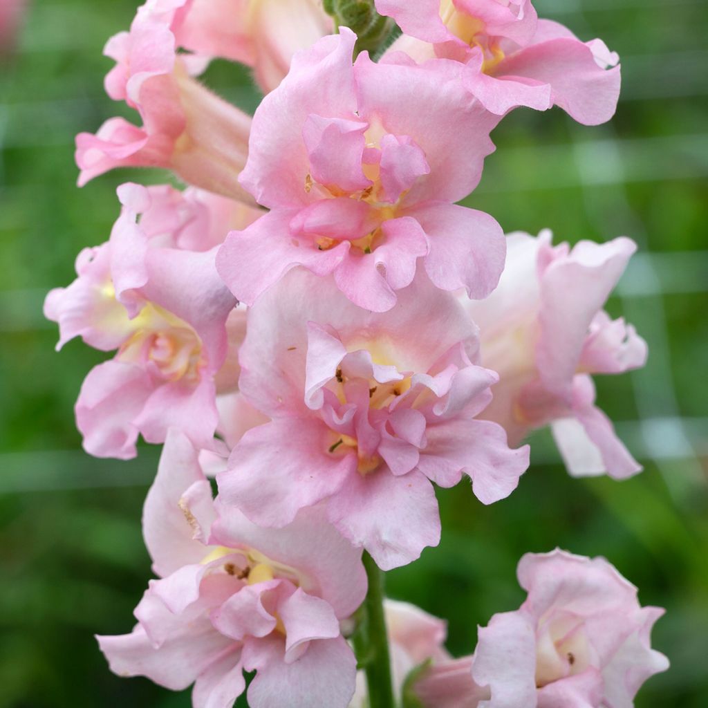 Antirrhinum Madame Butterfly F1 Pink em sementes - Boca-de-lobo