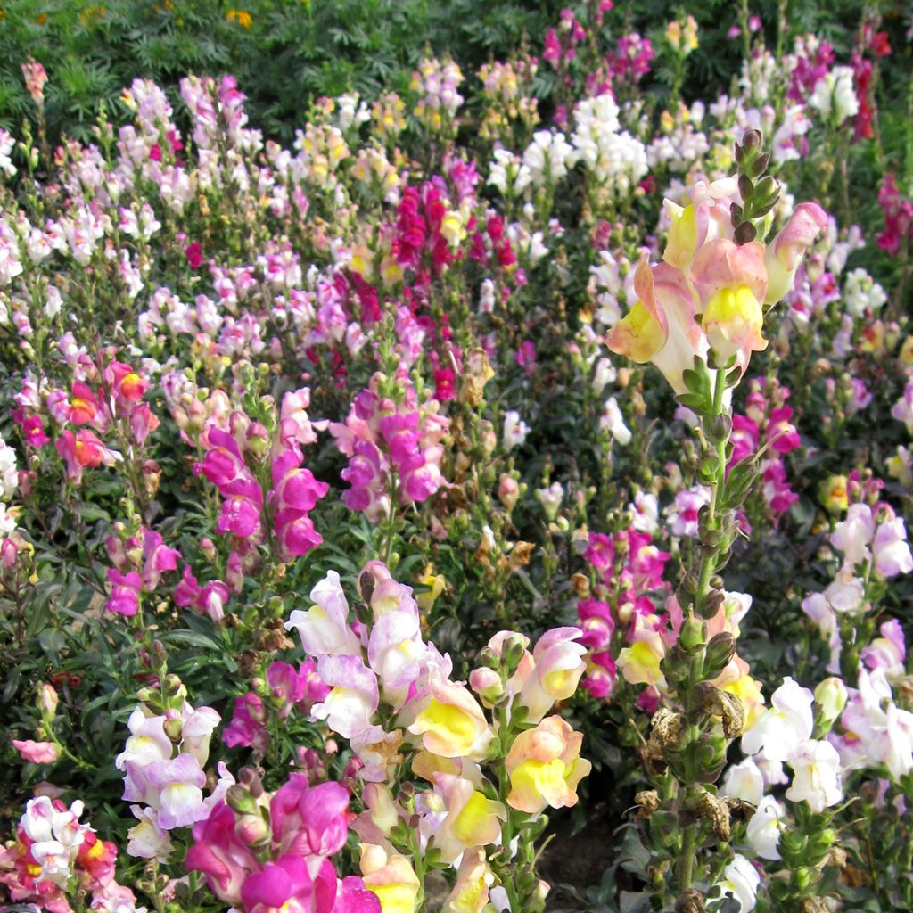 Antirrhinum Maximum varié em sementes