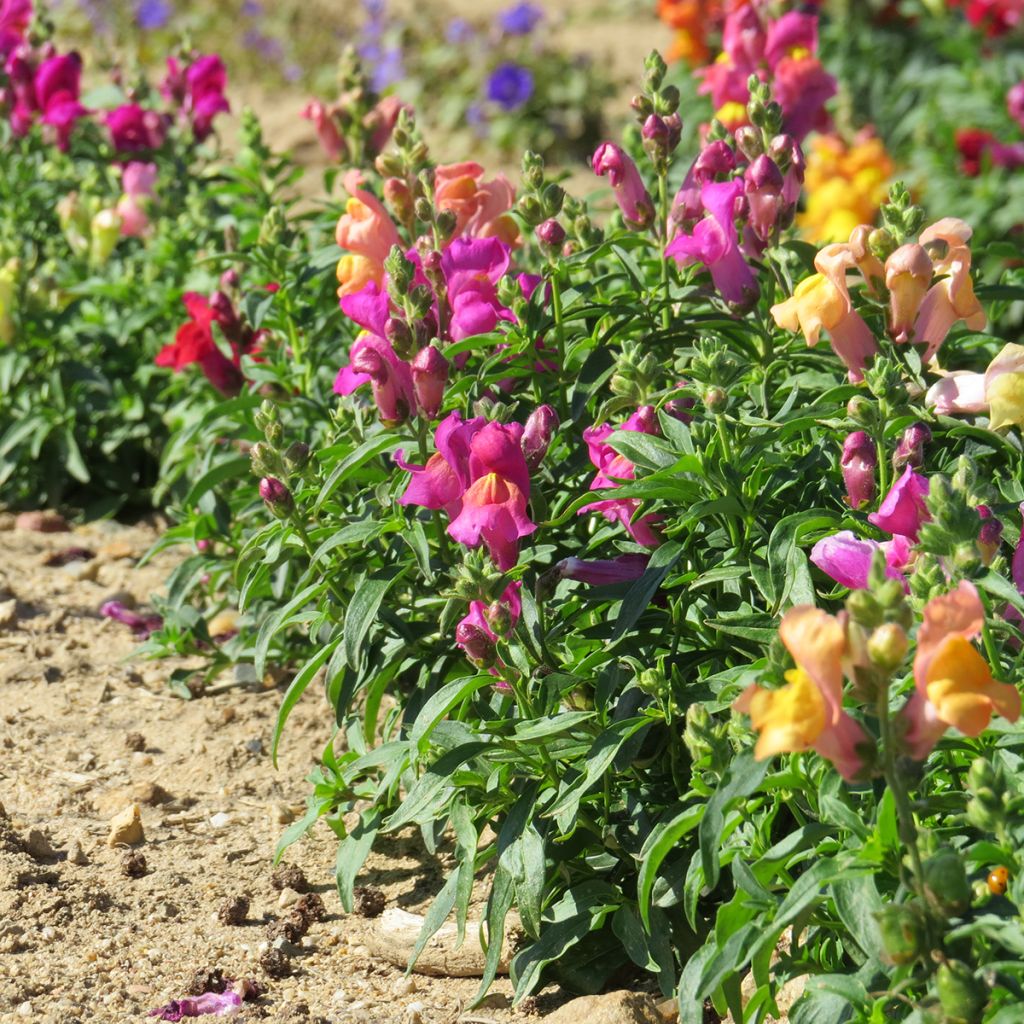 Antirrhinum Magic Carpet Mix em sementes