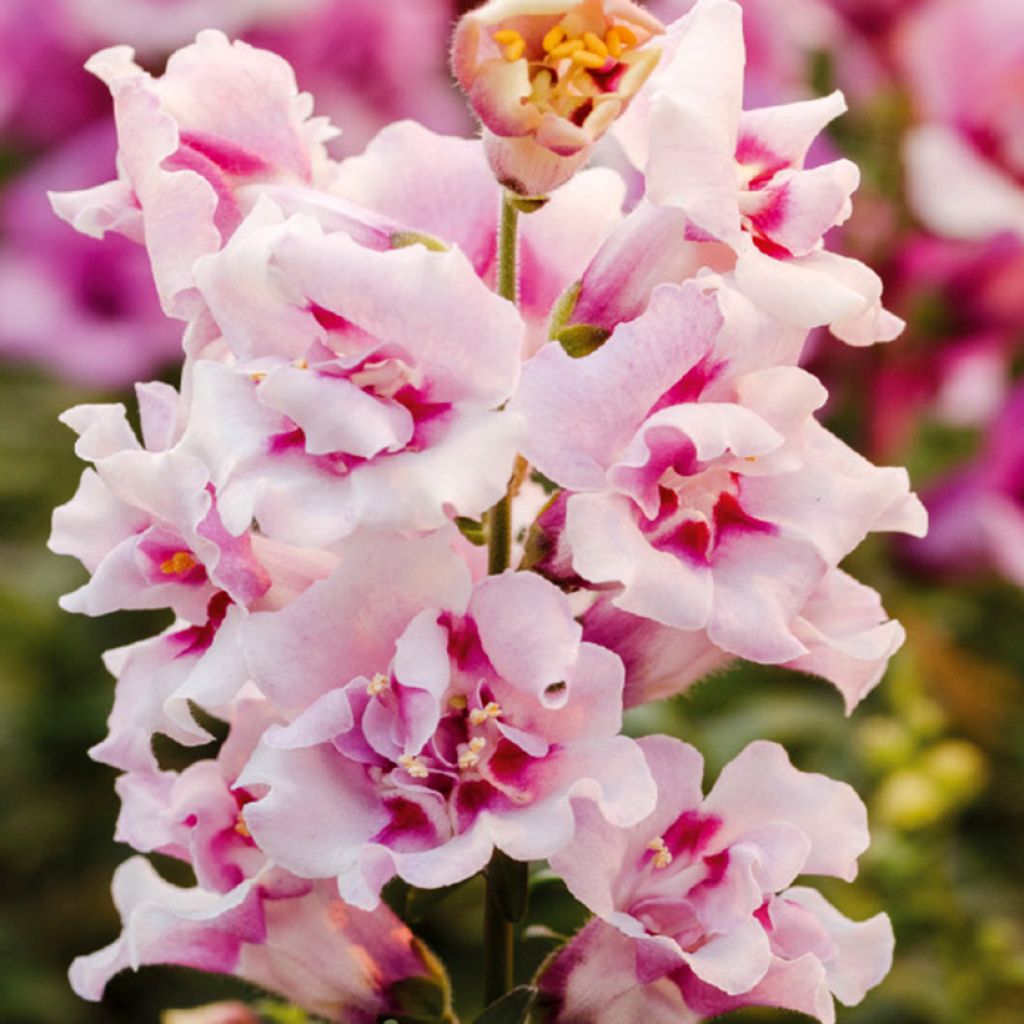 Antirrhinum nanum Twinny Orchid F1 em sementes