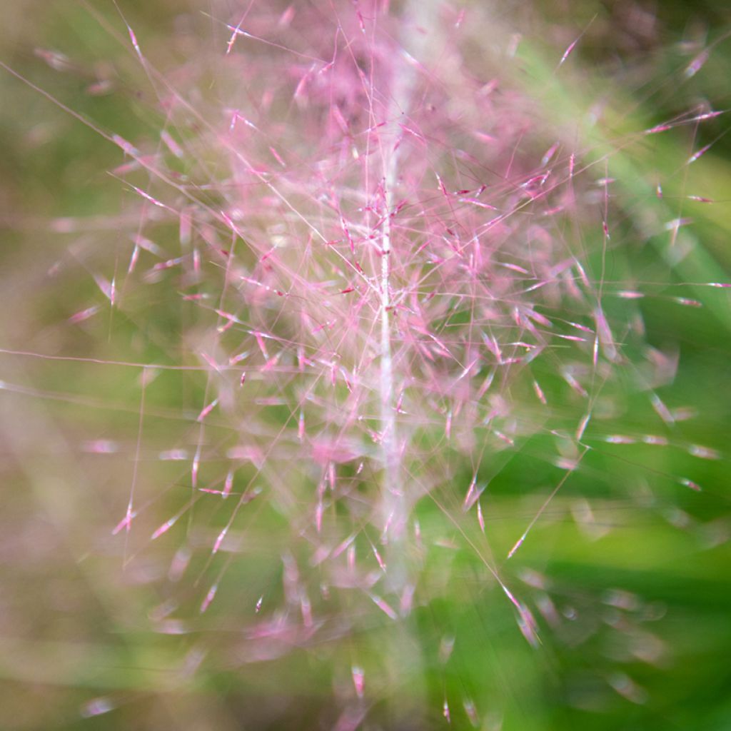 Muhlenbergia capillaris Ruby em sementes