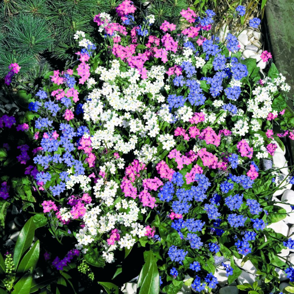 Miosótis sylvatica Sylva Mix em sementes