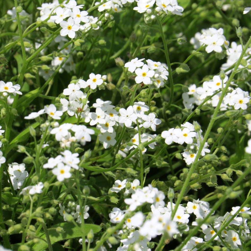 Myosotis alpestris Branco em sementes