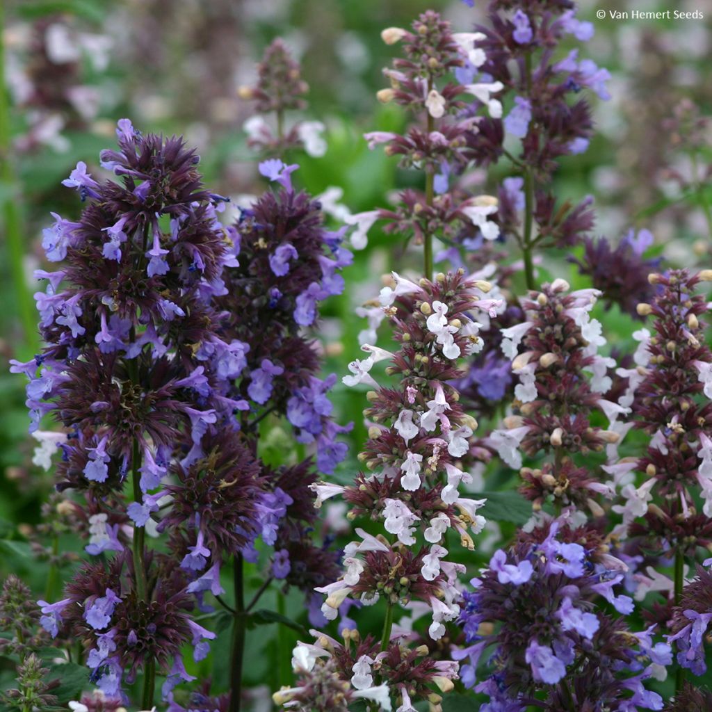 Nepeta grandiflora Border Ballet em sementes