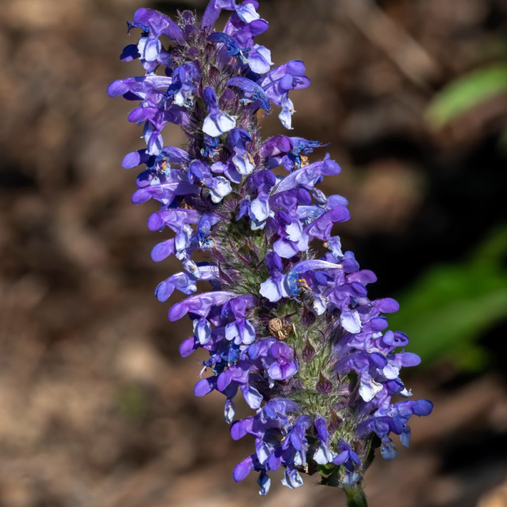 Nepeta nervosa Blue Moon em sementes