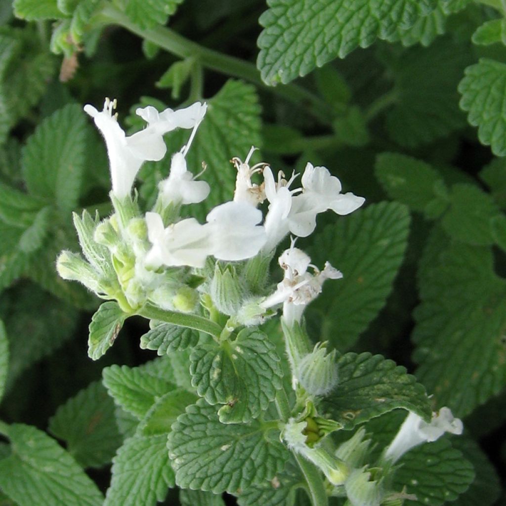 Nepeta racemosa Branco em sementes
