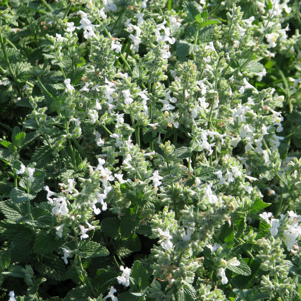 Nepeta racemosa Branco em sementes