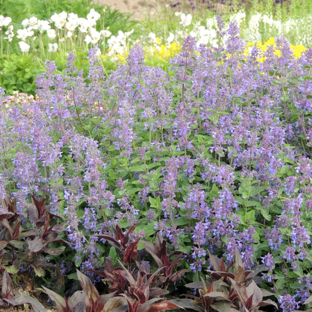 Nepeta racemosa Azul em sementes